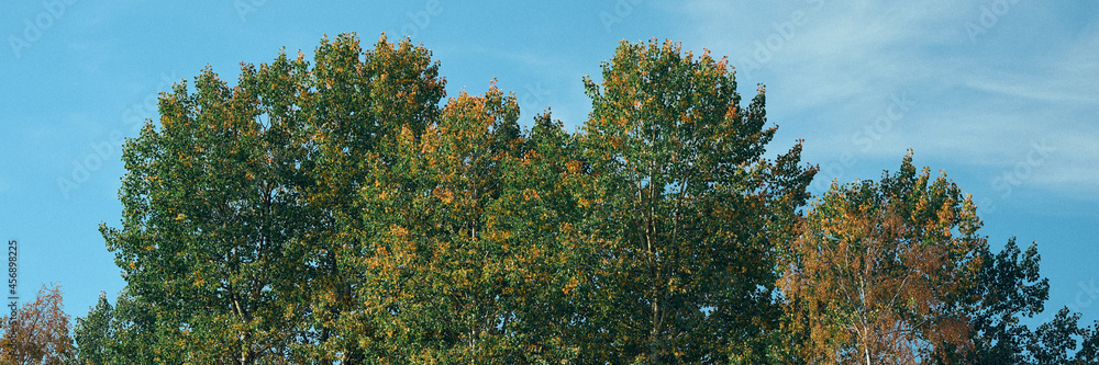 Aspen trees in autumn by the valley of Olterudelva River, Toten, Norway.