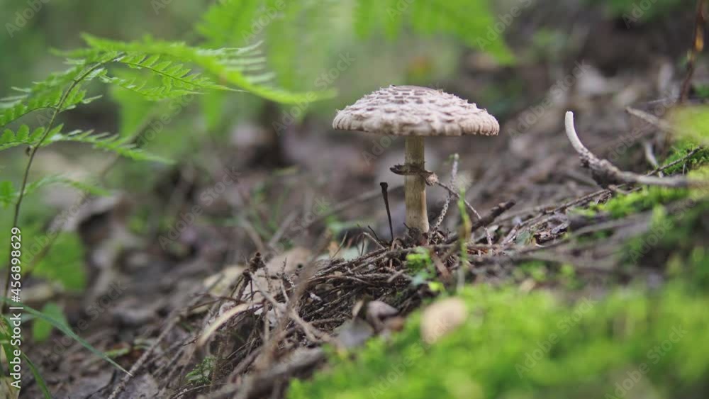 Man picking mushrooms in the forest Man picking mushrooms in the forest
