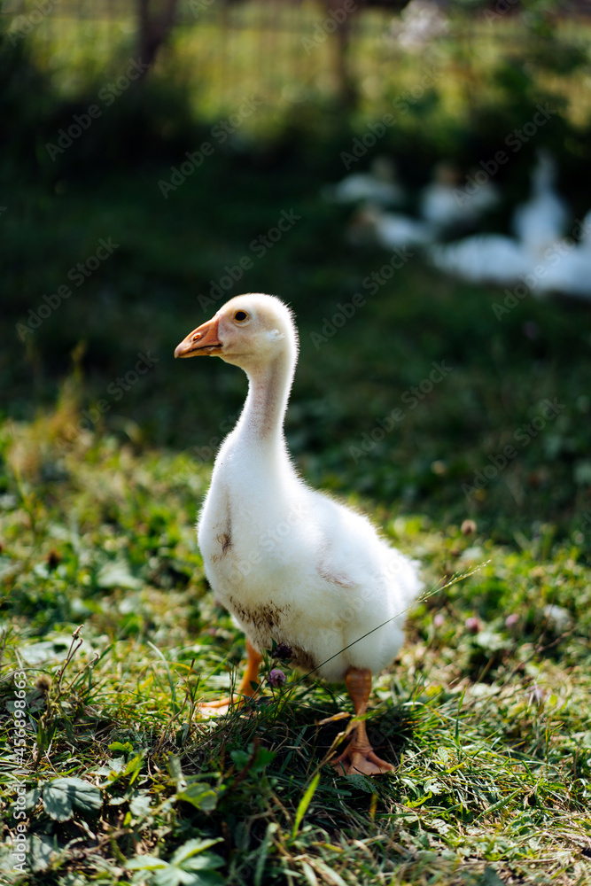 Baby Geese on green grass with shallow depth of field. High quality photo Baby Geese on green grass with shallow depth of field. High quality photo