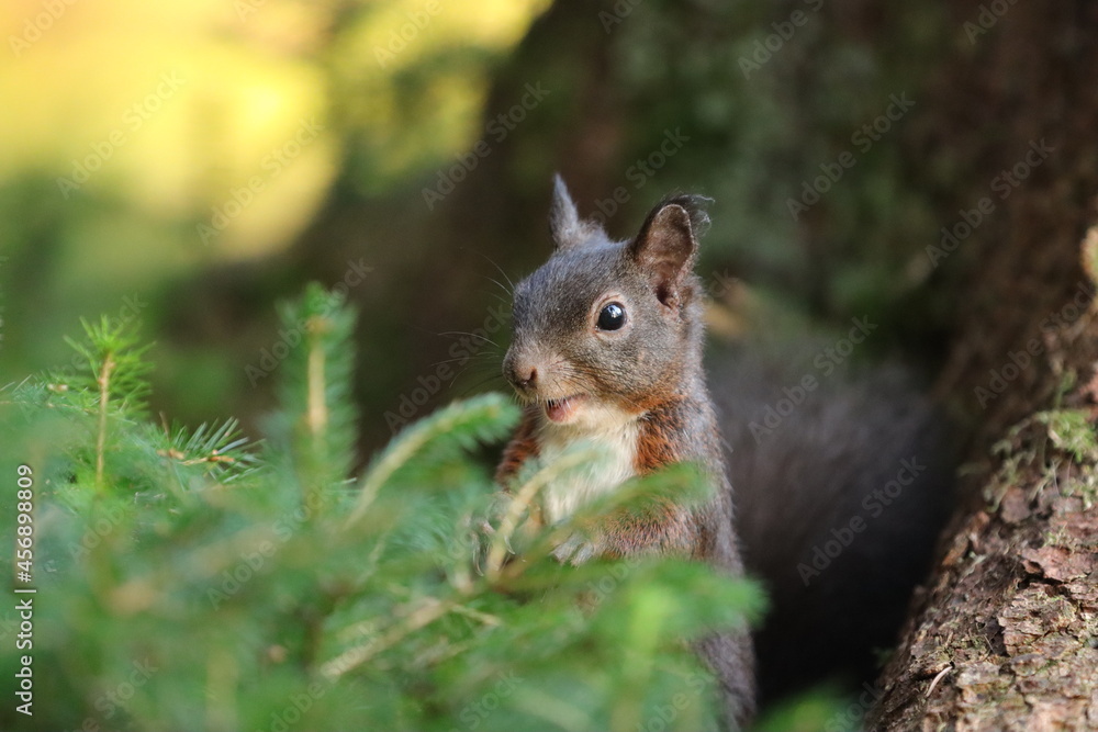 Eichhörnchen Eichhörnchen