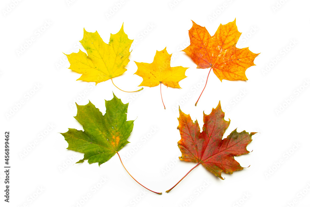 Maple leaves on a white background . Autumn. Colored leaves. White background. Maple leaves on a white background . Autumn. Colored leaves. White background.