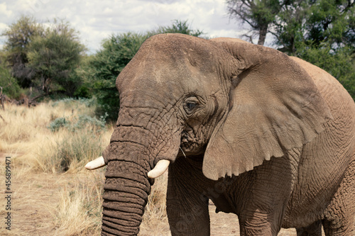 African elephant   walking through the lush grasslands of Etosha National Park  Namibia.