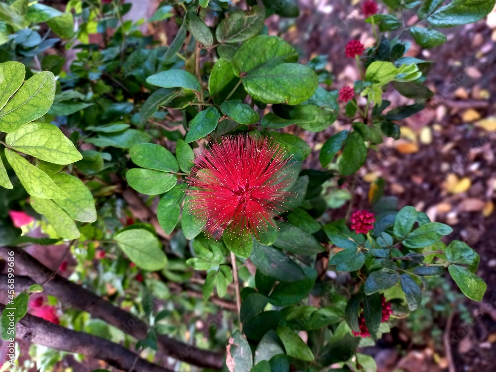 red rose bush red rose bush