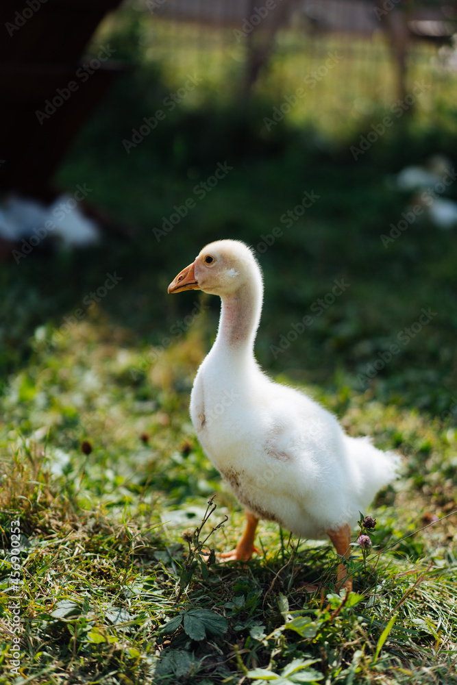Baby Geese on green grass with shallow depth of field. High quality photo Baby Geese on green grass with shallow depth of field. High quality photo