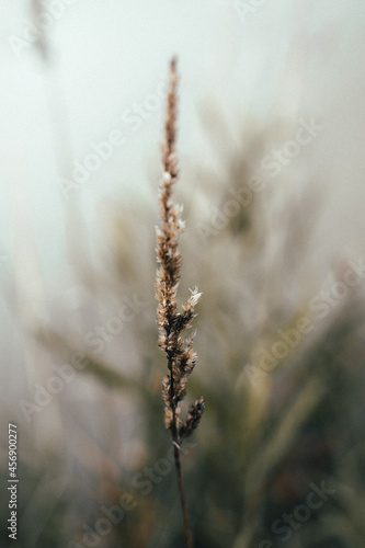 close up of grass © Jonas