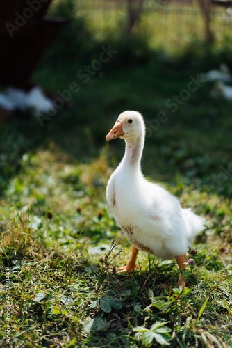 Baby Geese on green grass with shallow depth of field. High quality photo
