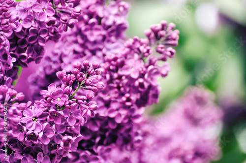 Spring lilac flowers