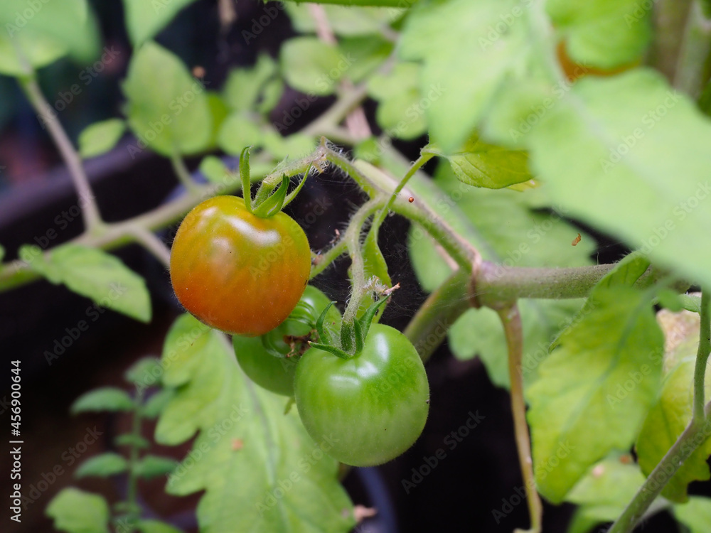 Close-up of some tomatoes growing two green and one ripening to red