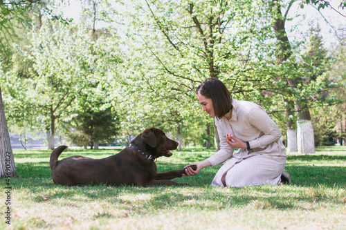 Young Caucasian woman is playing with puppy of chocolate Labrador retriever in summer park. Dog is giving a paw its owner. © Nadezhda Zaitceva