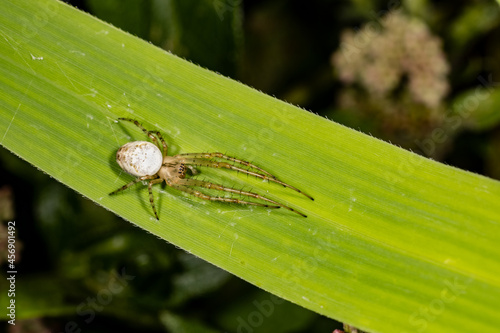 Spider waiting for prey.