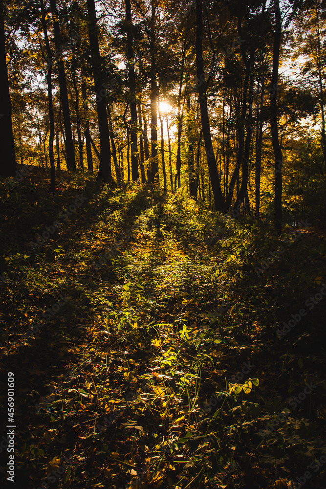 Obraz premium Beautiful autumn landscape. Fallen leaves lie on the ground