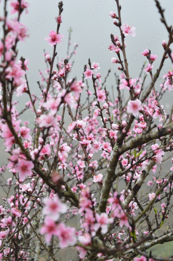 Fully bloom peach flowers in the middle of foggy sky with background of rice terraces in Sapa, Vietnam Fully bloom peach flowers in the middle of foggy sky with background of rice terraces in Sapa, Vietnam