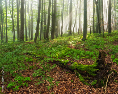 Sunny and foggy natural beech forest with fallen tree trunk covered by moss