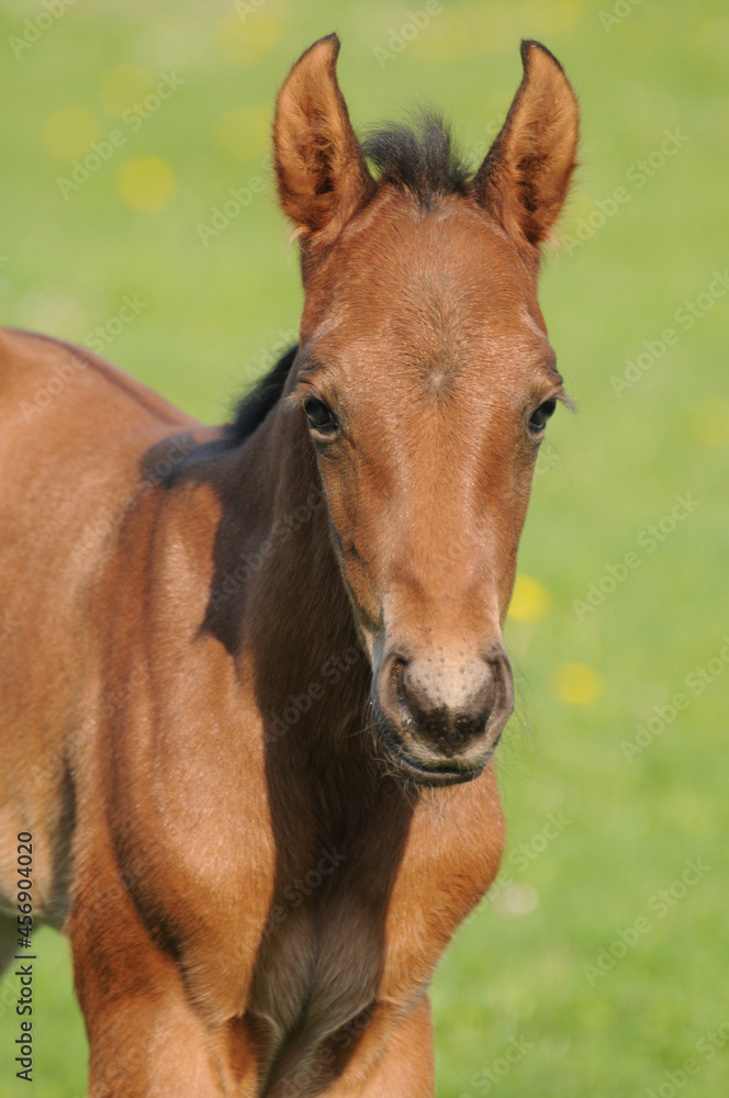 American Quarter Horse