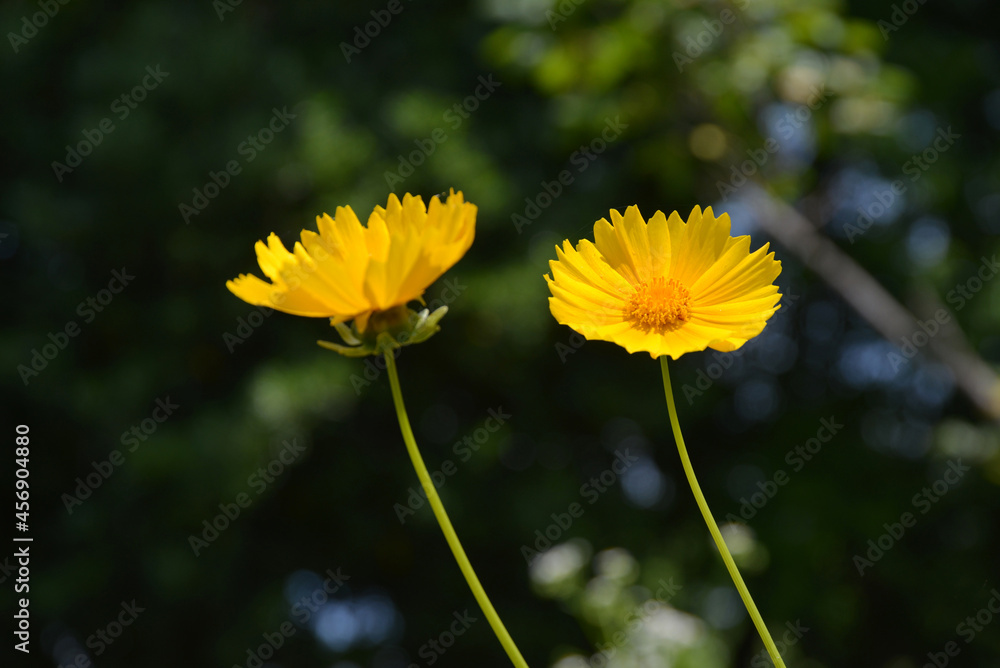 黄色い花 黄色い花