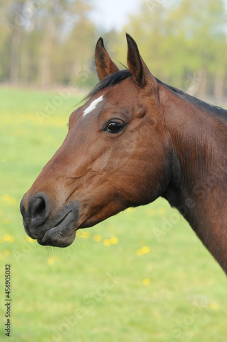American Quarter Horse © lichtreflexe