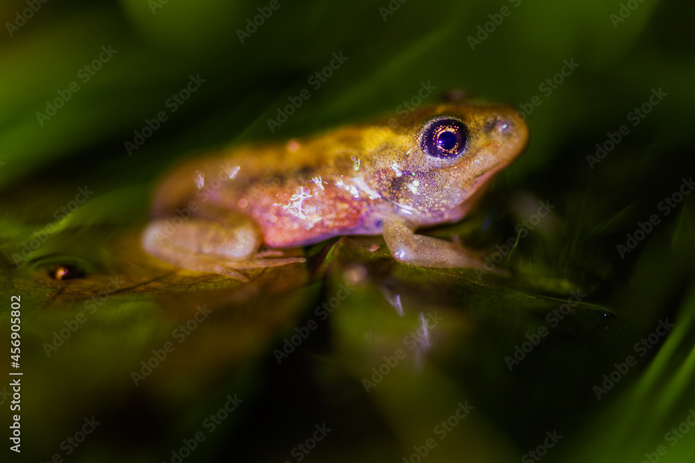 Fototapeta premium Baby brown frogs sitting on top of a leaf in a pond