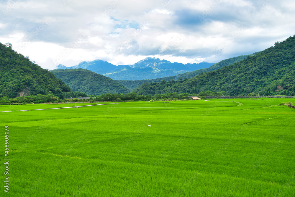 Green rice fields. Blue sky, white clouds, mountains are like idyllic paintings.