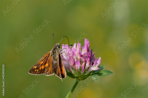 Silver-spotted skipper on flower