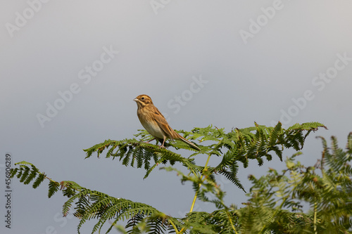 Reed Bunting
