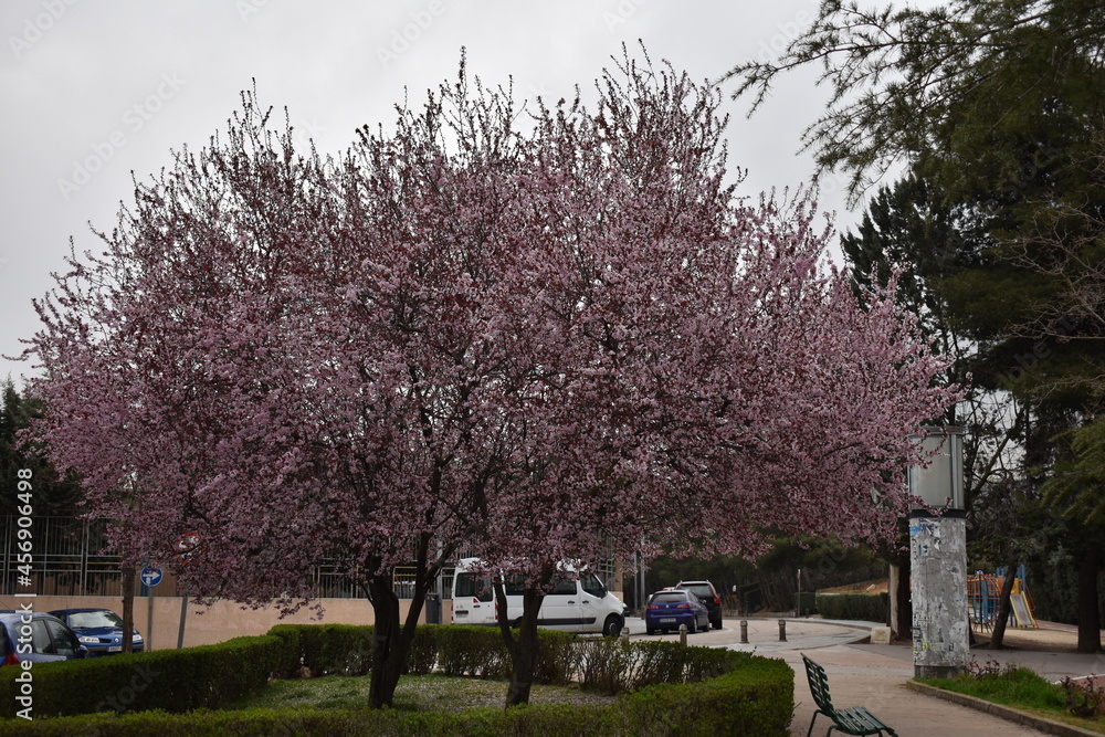 Obraz premium ciruelo