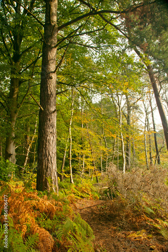 Fototapeta Naklejka Na Ścianę i Meble -  colourful brown, green and golden bracken leaves in the autumn