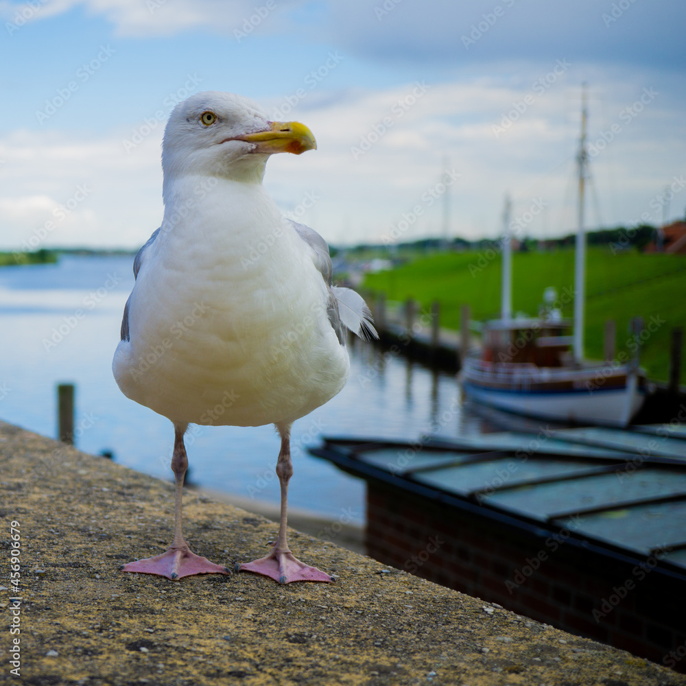 Fototapeta premium Portrait of a seagull on the beach