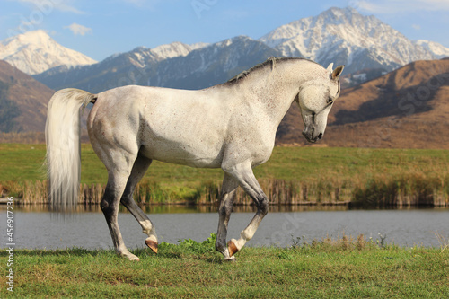 horse in the mountains, Arabian stallion piaffes in a field by a mountain lake