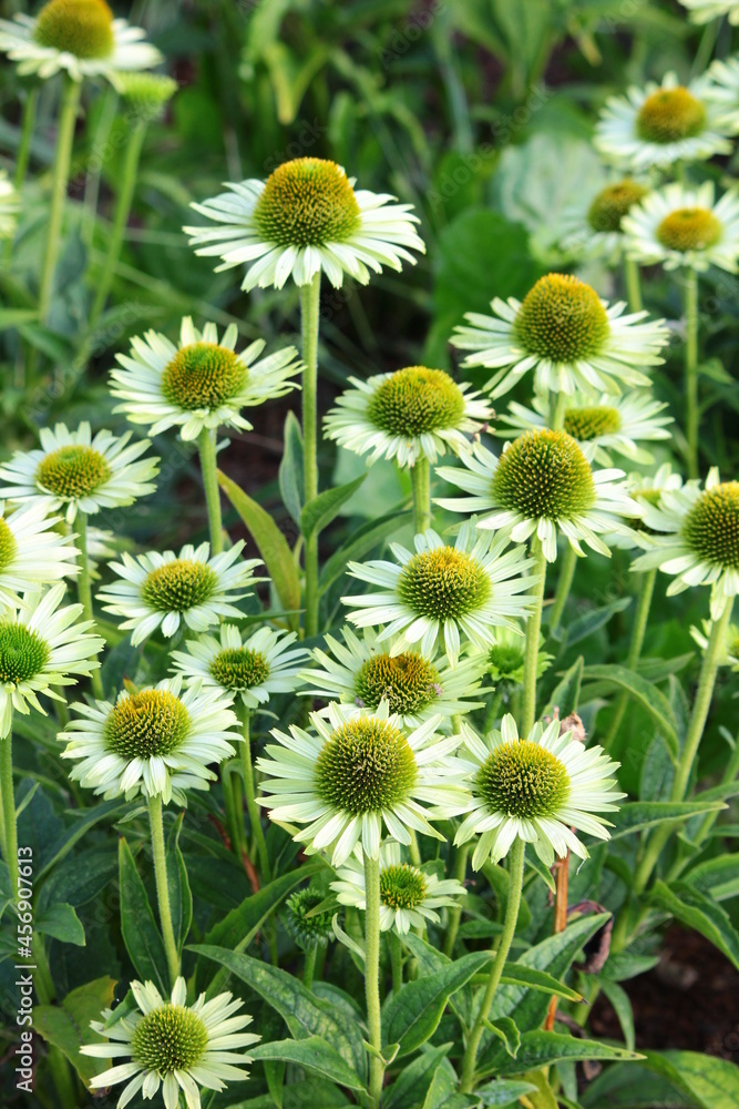 Echinacea purpurea flowers in the garden Echinacea purpurea flowers in the garden