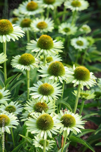 Kwiaty je    wki purpurowej  Echinacea purpurea  w ogrodzie 