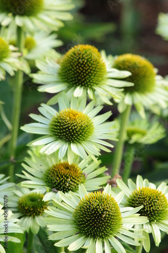 Kwiaty je    wki purpurowej  Echinacea purpurea  w ogrodzie 