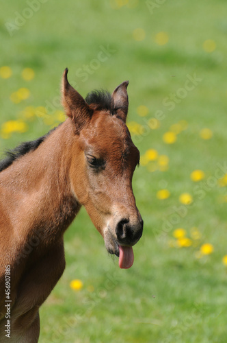 American Quarter Horse