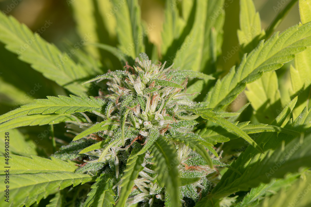 Trichomes on the Cannabis plant Trichomes on the Cannabis plant