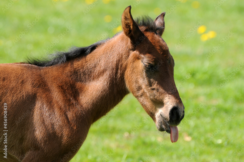 Fototapeta premium American Quarter Horse