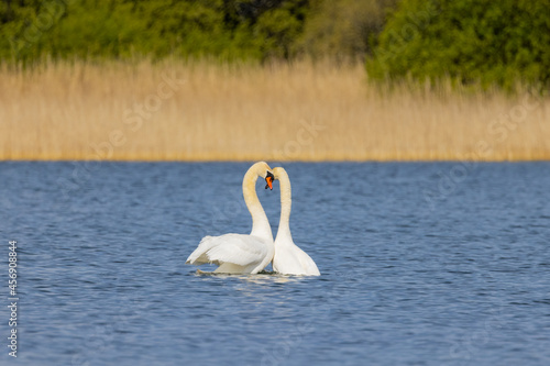 Mute Swans Displaying.