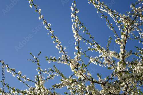 Blooming white cherry plum flowers on a blue spring background