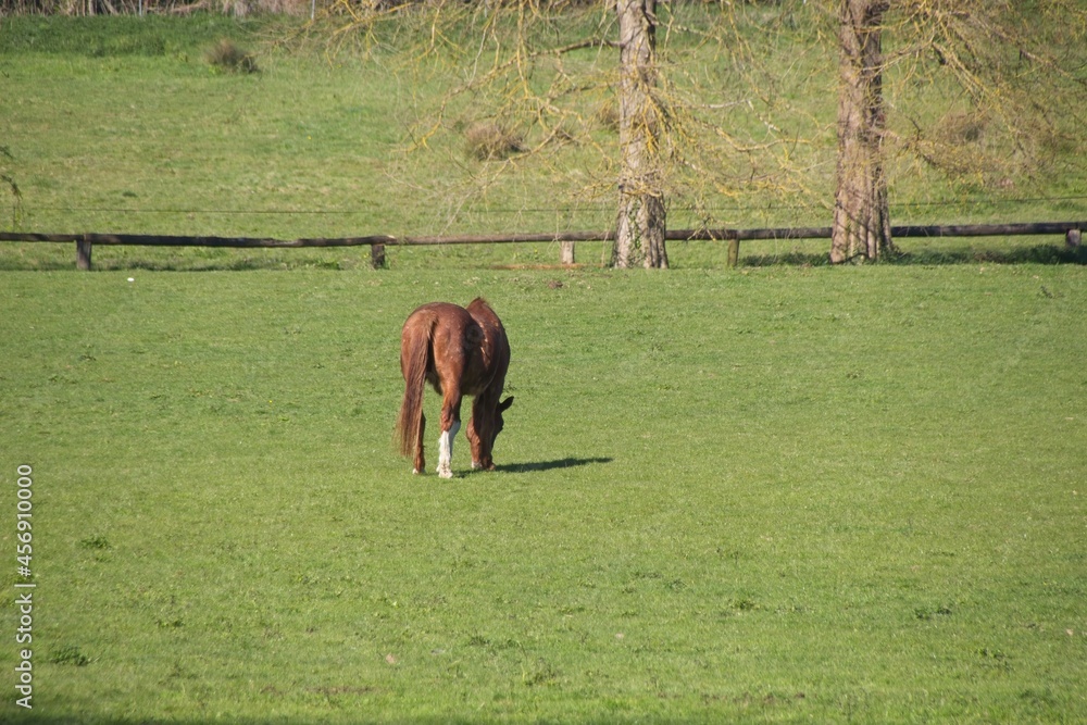 Naklejka premium horse in the meadow