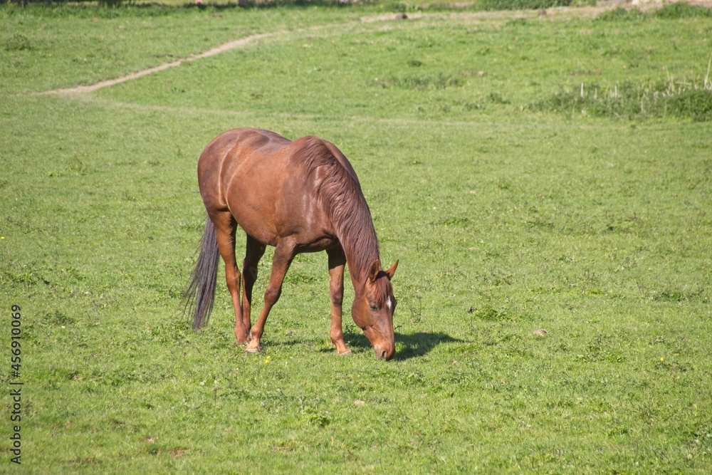 Fototapeta premium horse in the meadow