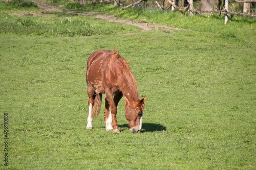 horse in the meadow