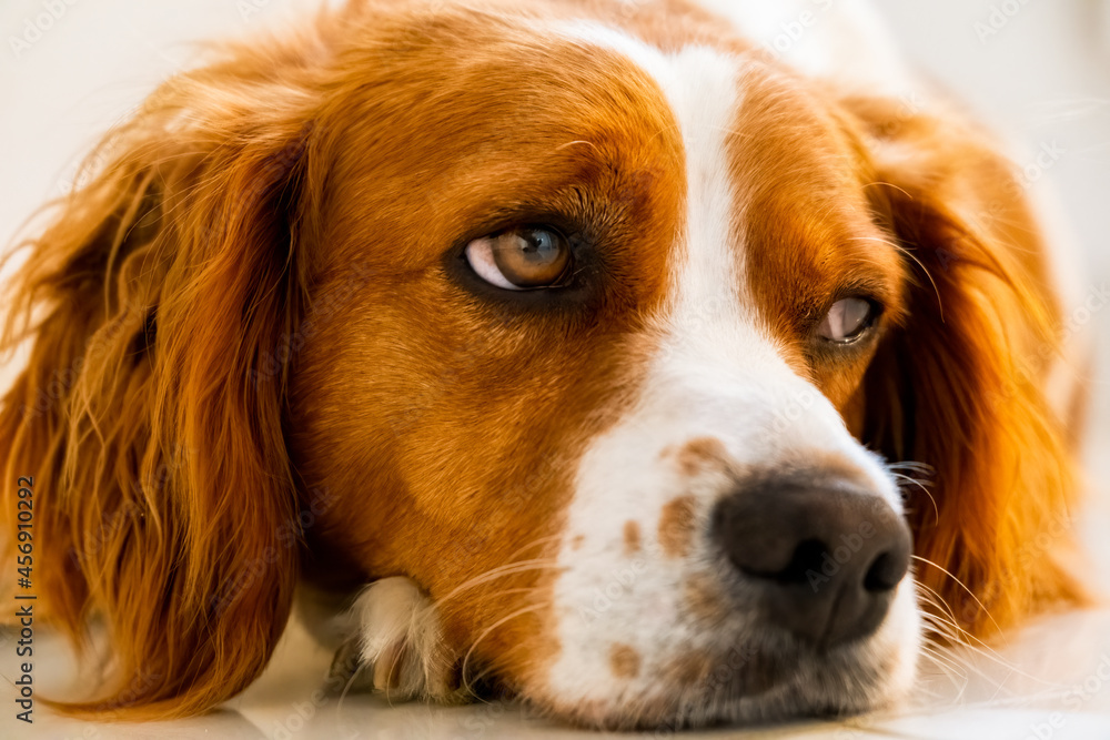 Brittany Spaniel dog lying down on cold floor indoors. Closeup of female dog