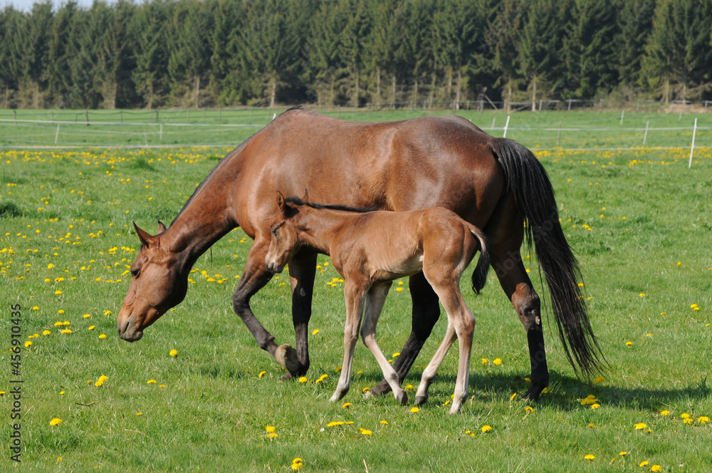 Obraz premium American Quarter Horse