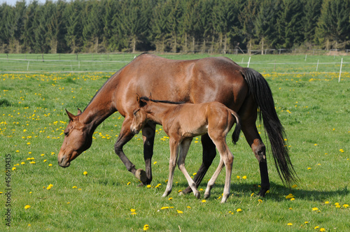 American Quarter Horse