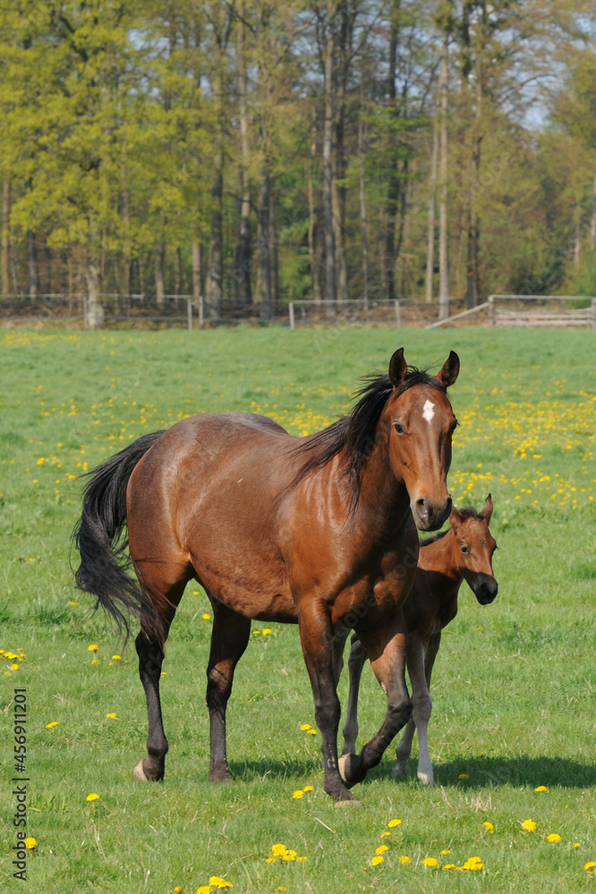 American Quarter Horse