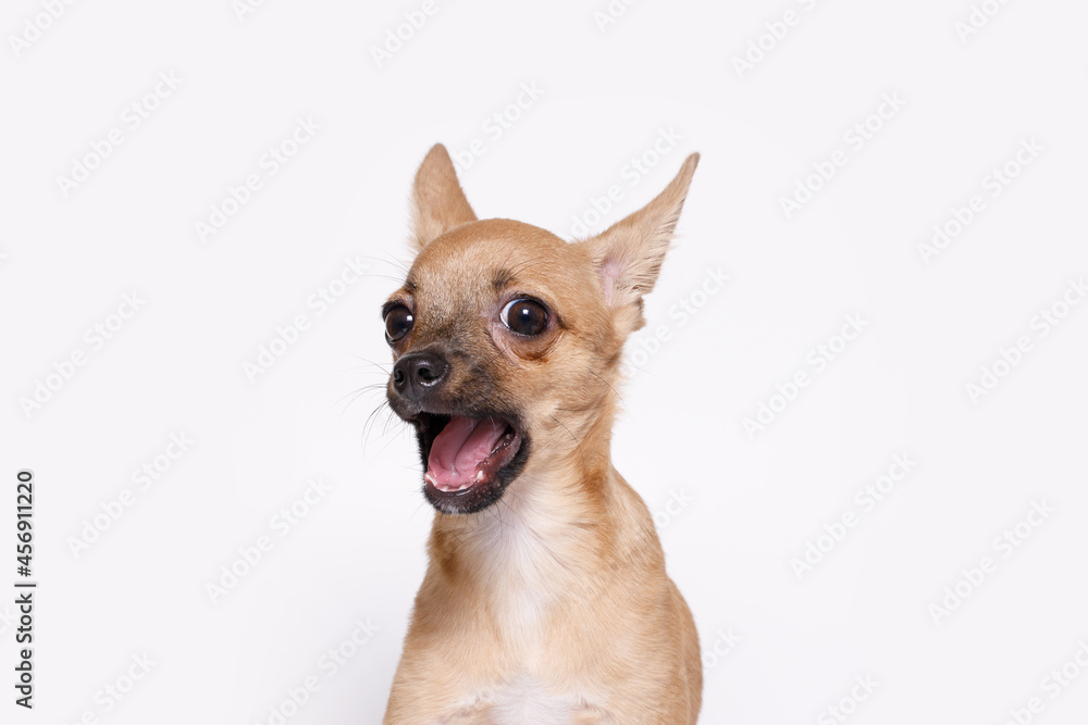 Funny smiling dog on white background. Lovely fluffy puppy of chihuahua. Free space for text.
