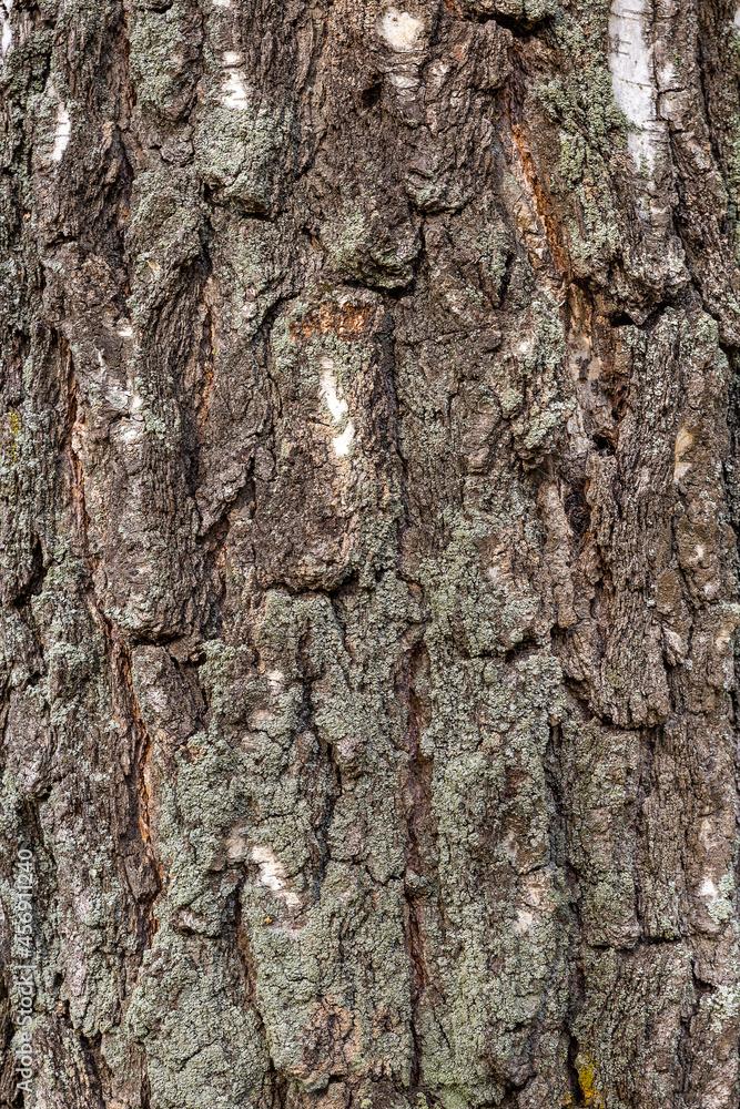 Fototapeta premium Wooden texture birch tree of dark, rough tree bark brown color.