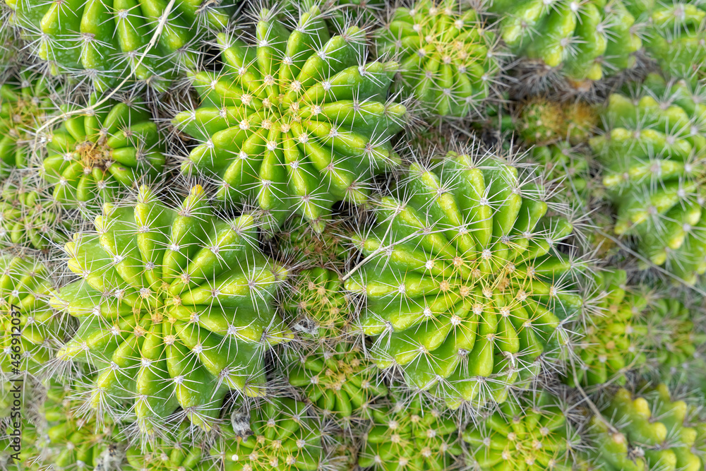 Beautiful cactus in garden. Widely cultivated as an ornamental plant. Beautiful cactus in garden. Widely cultivated as an ornamental plant.