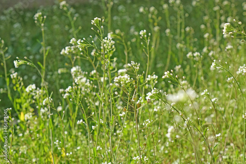White long flowers on a green meadow. Summer field.