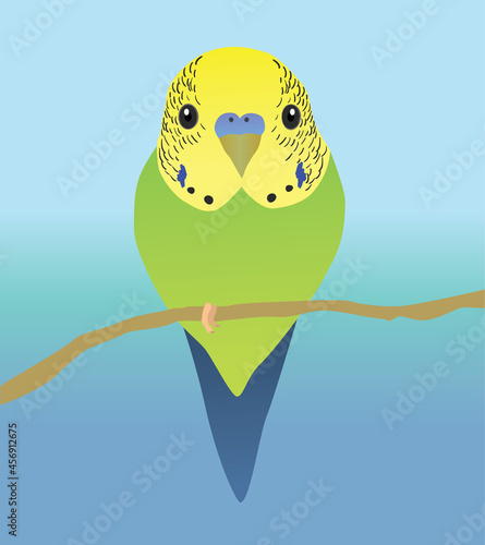 A vector illustration of a very cute budgie. The parakeet is sittong on a perch and you see him from his belly. Both eyes are visible.