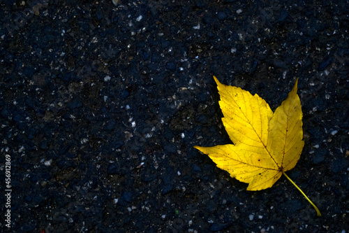 Yellow autumn leaf on the asphalt.