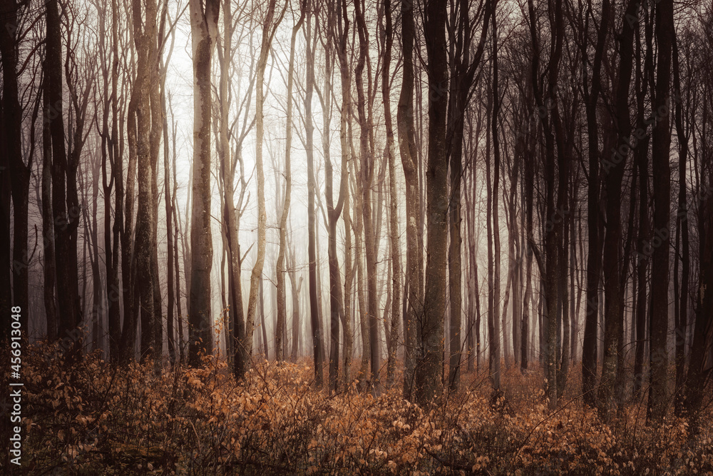 sun ray in autumn forest in the morning